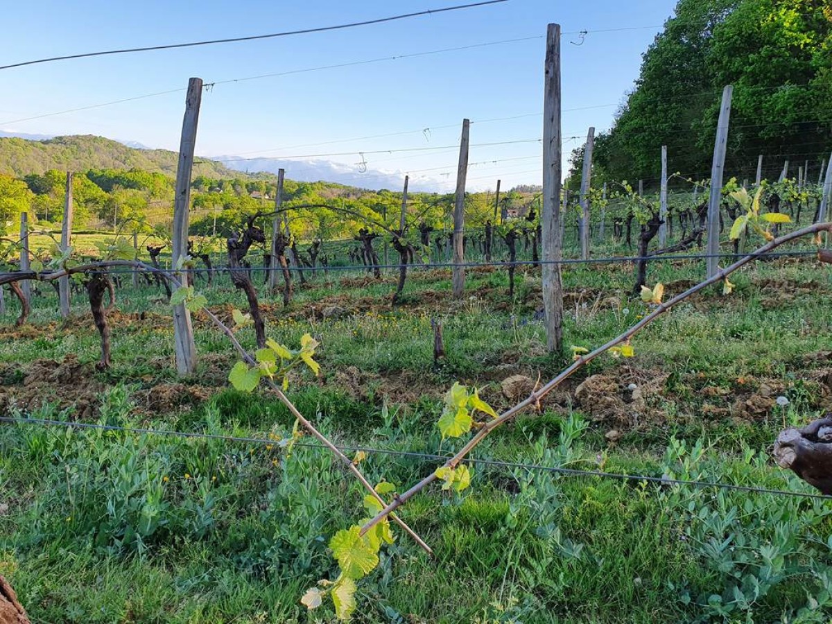Visite Découverte - Vignerons Indépendants