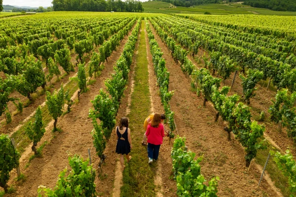 Visite Dégustation Classique - Anglais - Vignerons Indépendants Visite Dégustation Classique - Anglais - Vignerons Indépendants