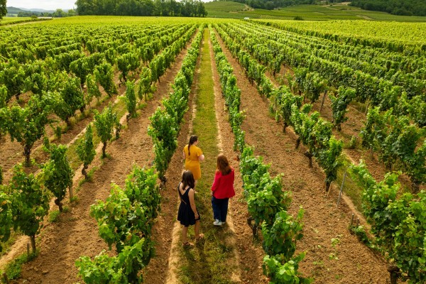 Visite Dégustation Classique - Français - Vignerons Indépendants