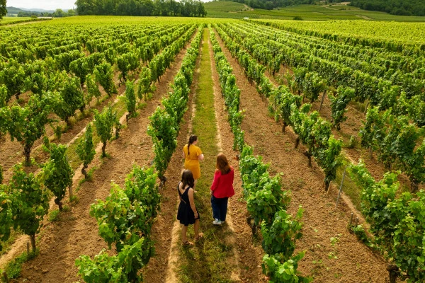 Visite Dégustation Classique - Français - Vignerons Indépendants Visite Dégustation Classique - Français - Vignerons Indépendants