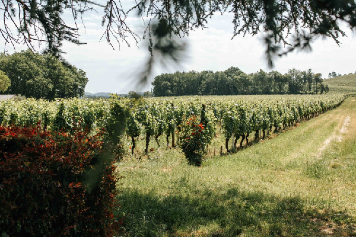 Visite Dégustation Prestige - Anglais - Vignerons Indépendants