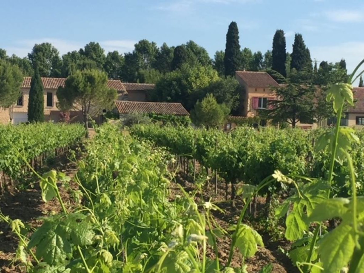 Visite du Chai & Dégustation - Vignerons Indépendants
