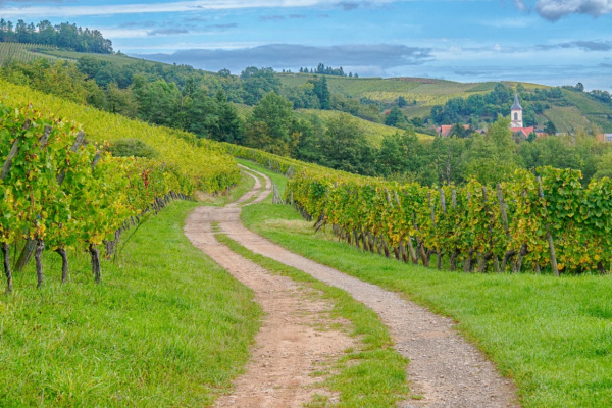 Visite du vignoble et de la cave - Vignerons Indépendants
