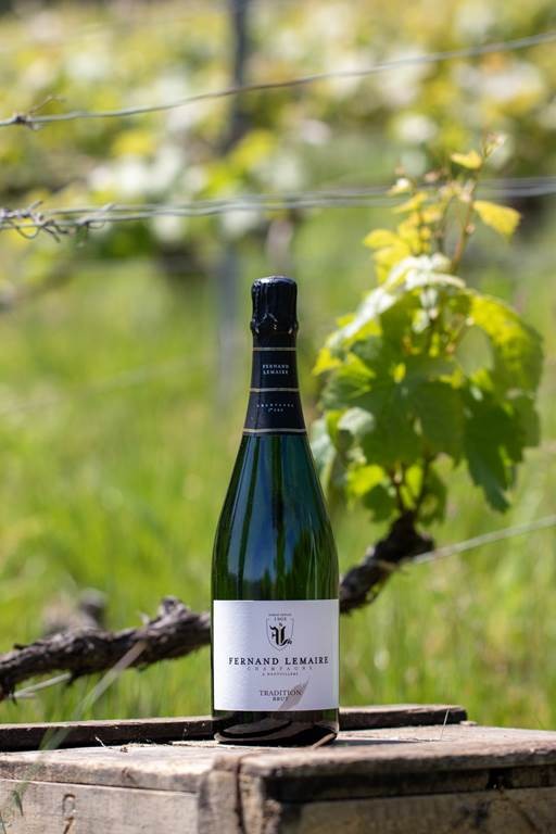 Visite et dégustation commentée de 3 champagnes - Vignerons Indépendants