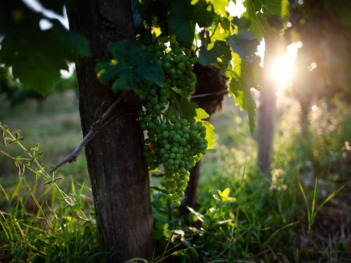 Visite et Dégustation de 3 vins - Vignerons Indépendants