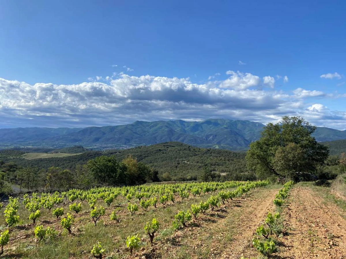Visite et dégustation de vins au vignoble à Oms - Vignerons Indépendants