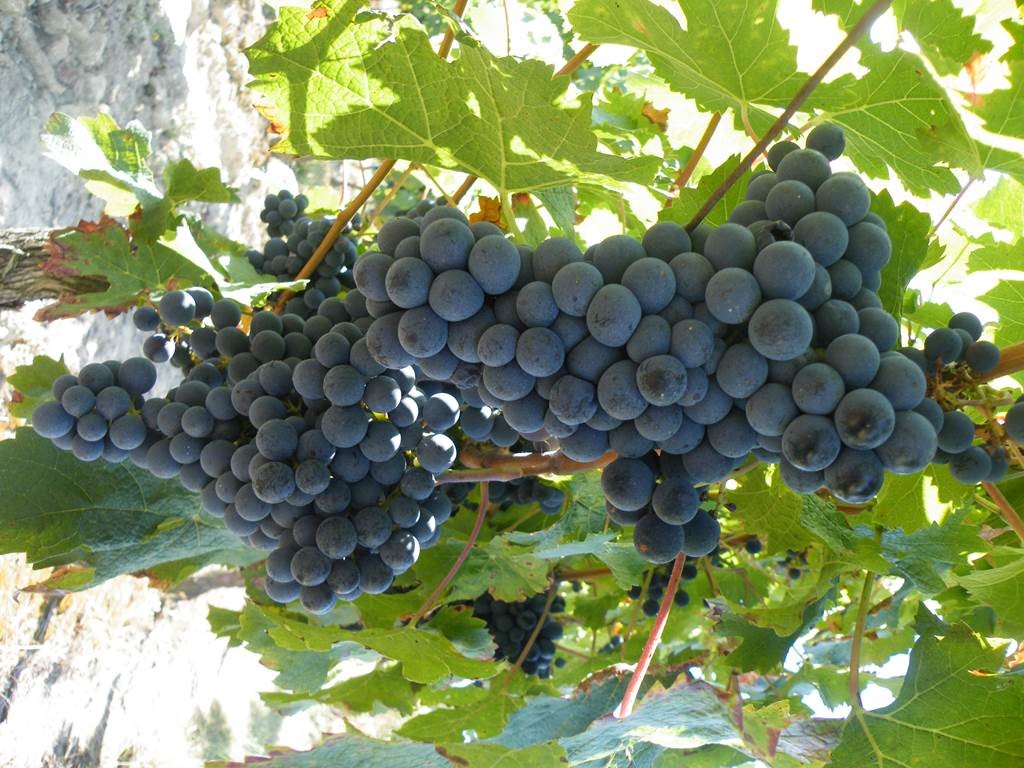 Visite et dégustation vins-fromages - Vignerons Indépendants