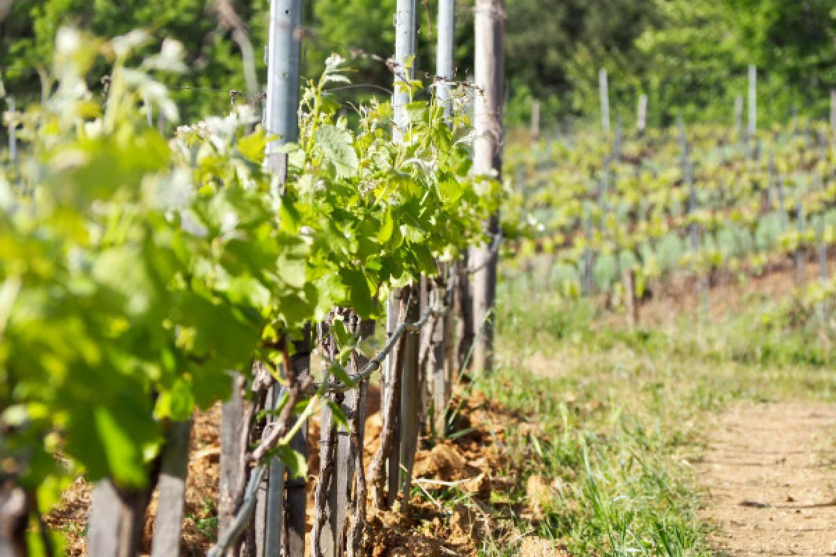 Visite immersive avec notre Chef de Culture - Vignerons Indépendants