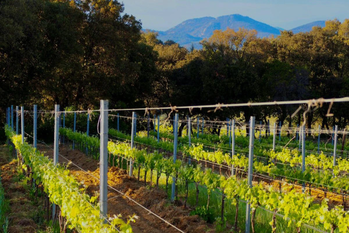 Visite immersive avec notre Chef de Culture - Vignerons Indépendants