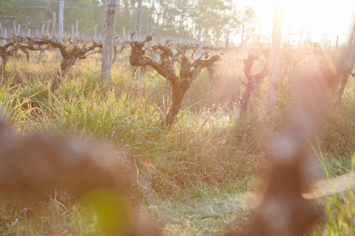 VISITE SIMPLE - Vignerons Indépendants