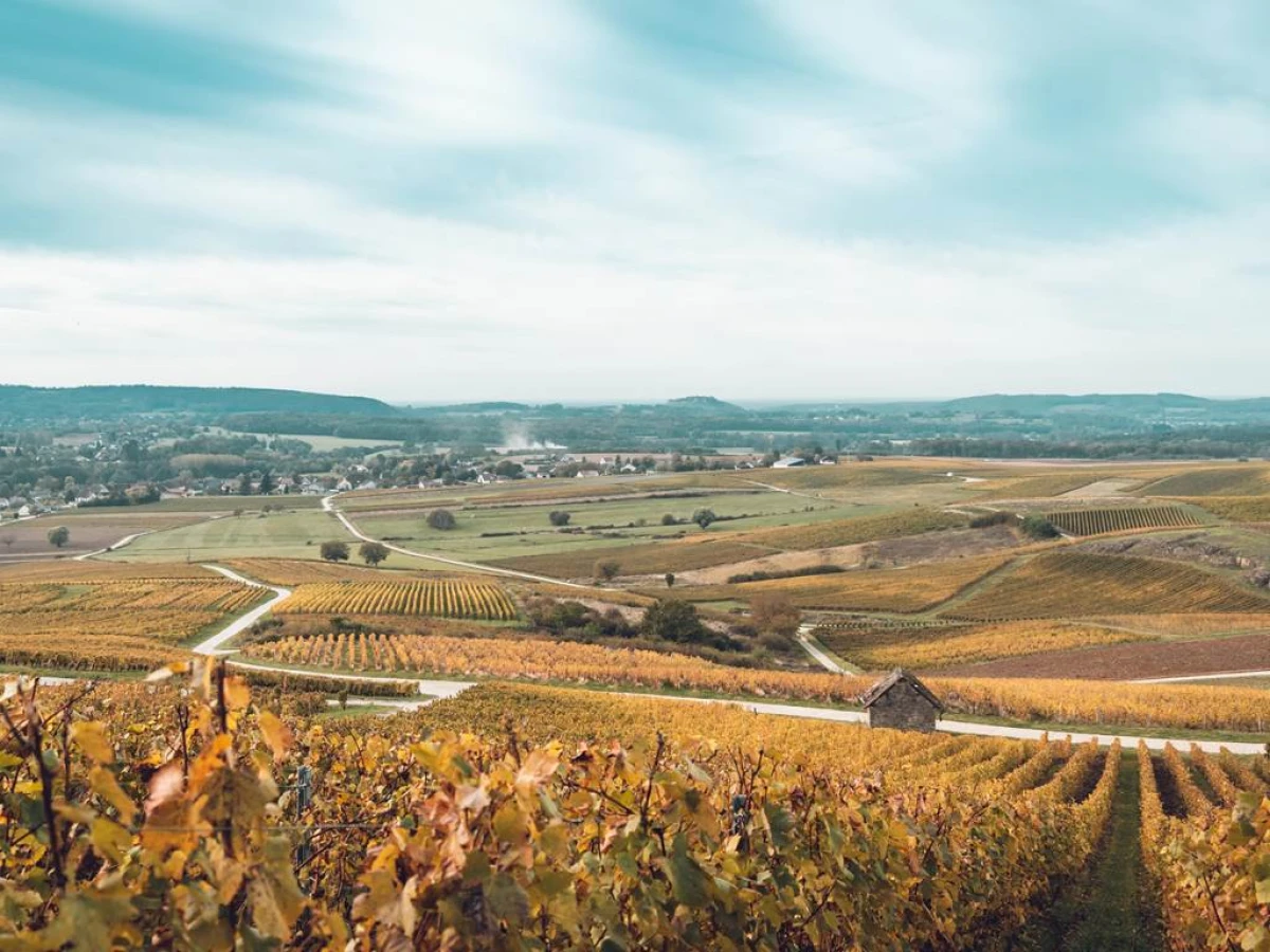Voyage Gourmand Vins et Chocolats - Vignerons Indépendants